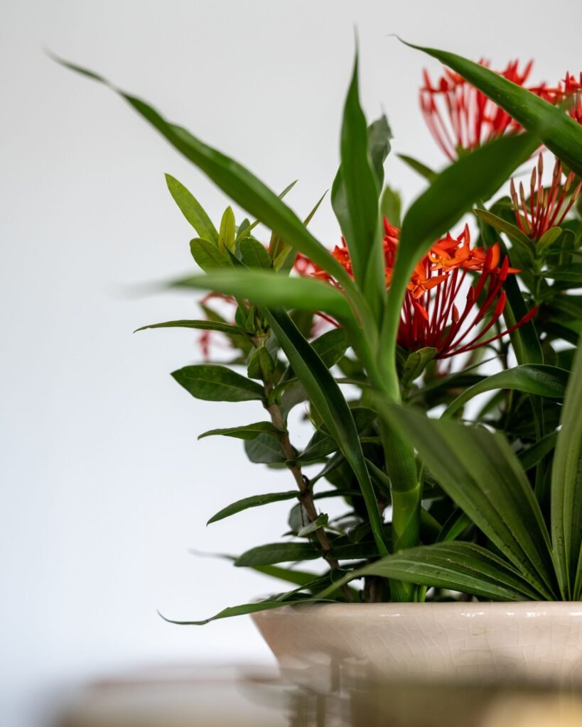 Red Ixora flowers with lush green leaves in a ceramic vase at SOHO Sports Club Phuket, adding a touch of tropical elegance.